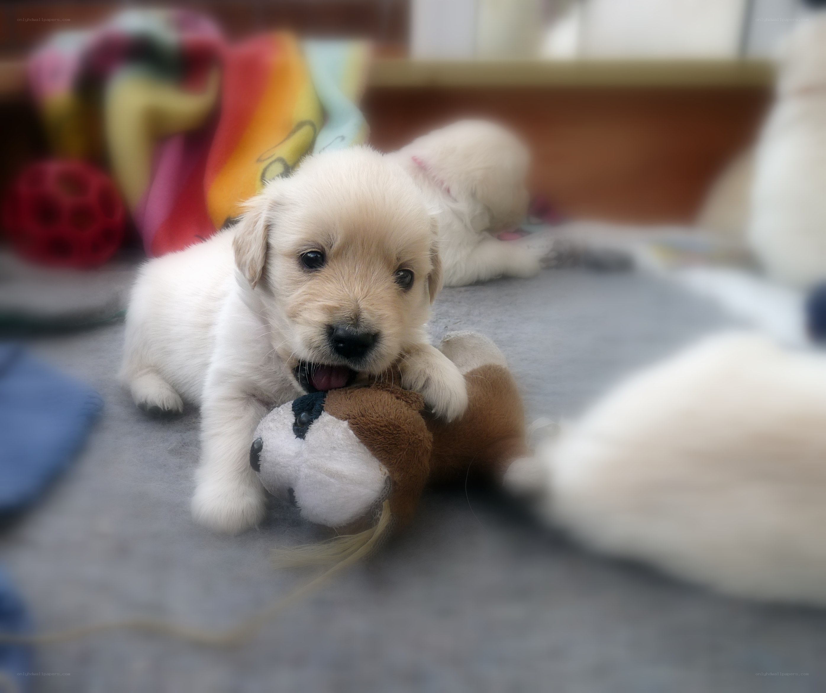 Puppy playing with toy