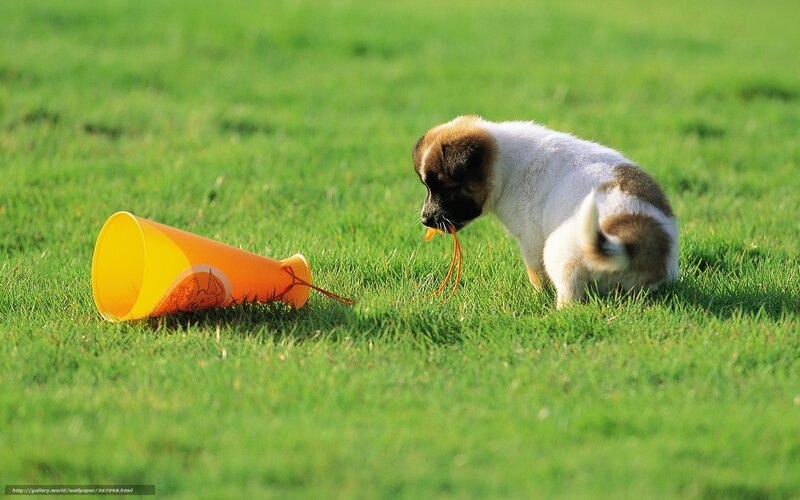 Puppy Playing with Toy — Green, Playful