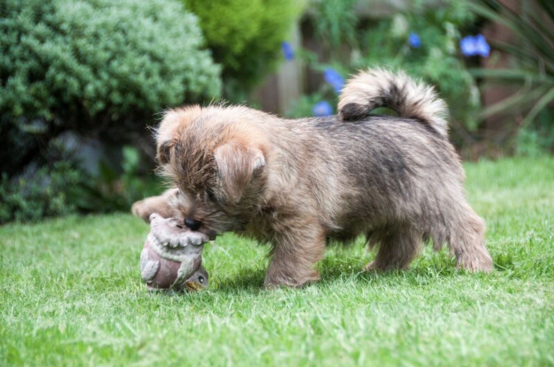 Puppy Playing with Toy — Green