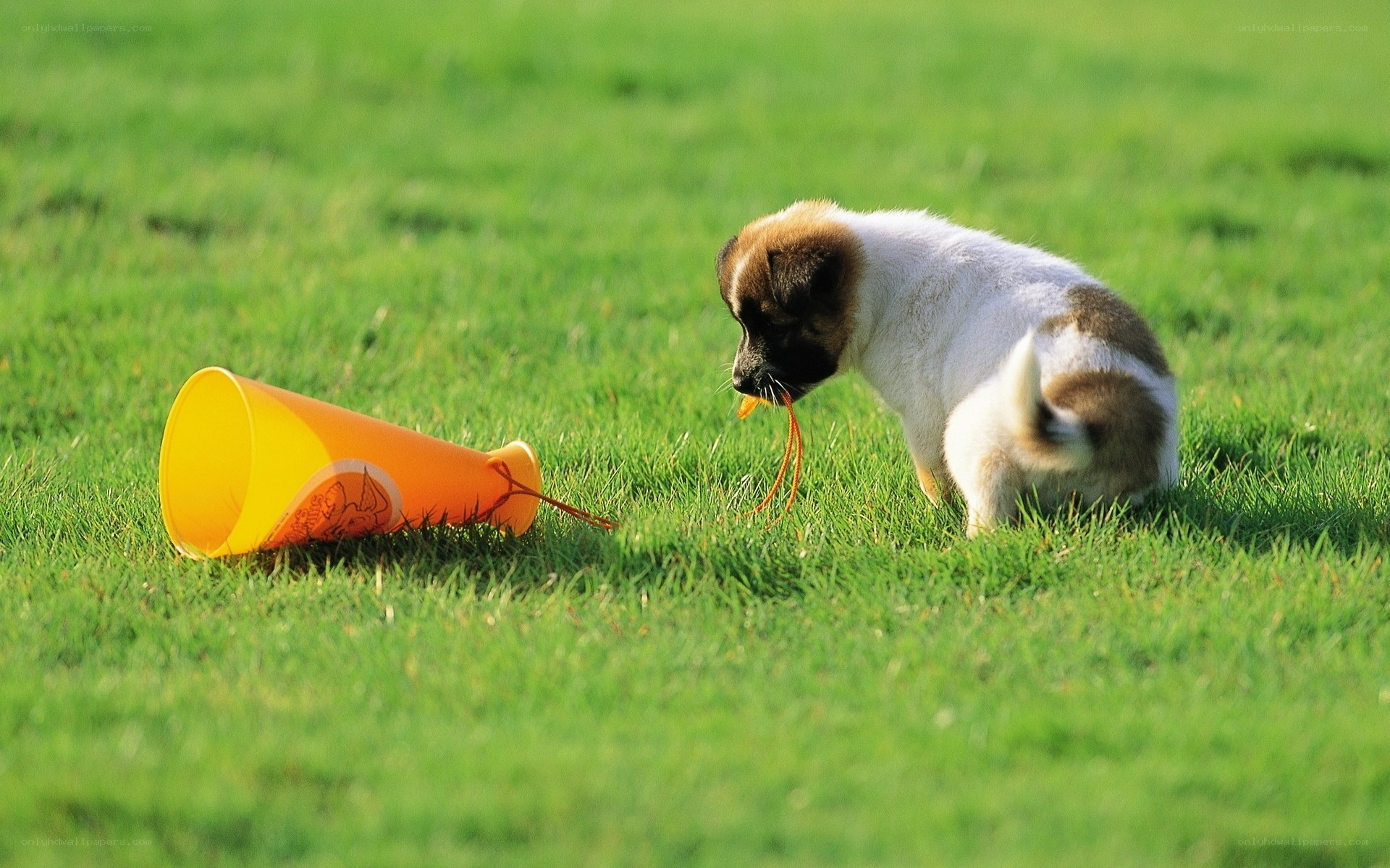 Puppy playing with toy