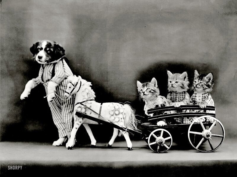 Puppy Pulling Cart with Kittens — Black