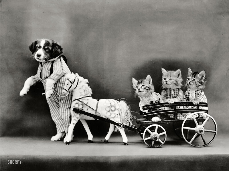 Puppy Pulling Cart with Kittens