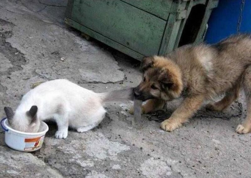 Puppy Pulling Cat's Tail