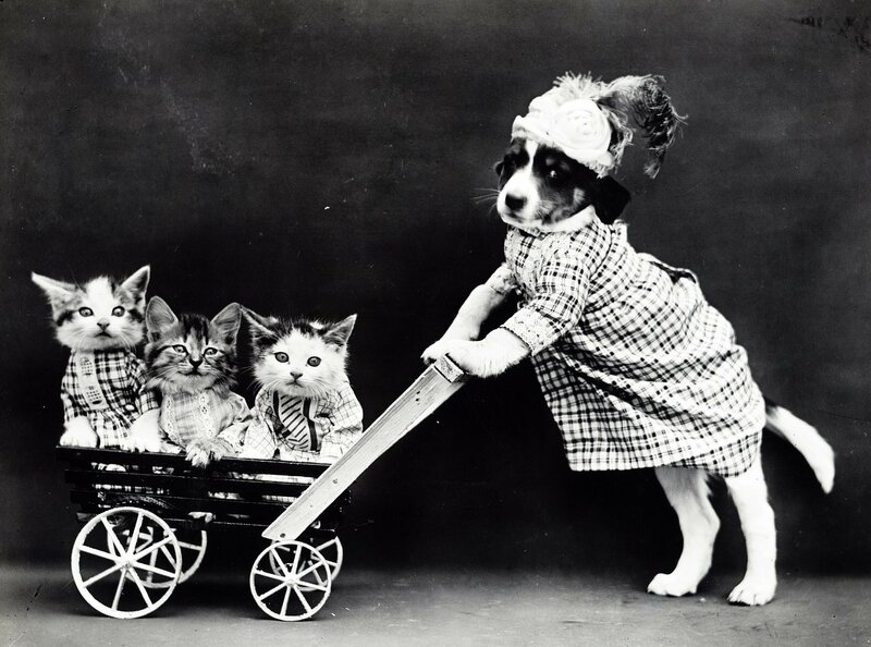 Puppy Pushing Cart with Kittens