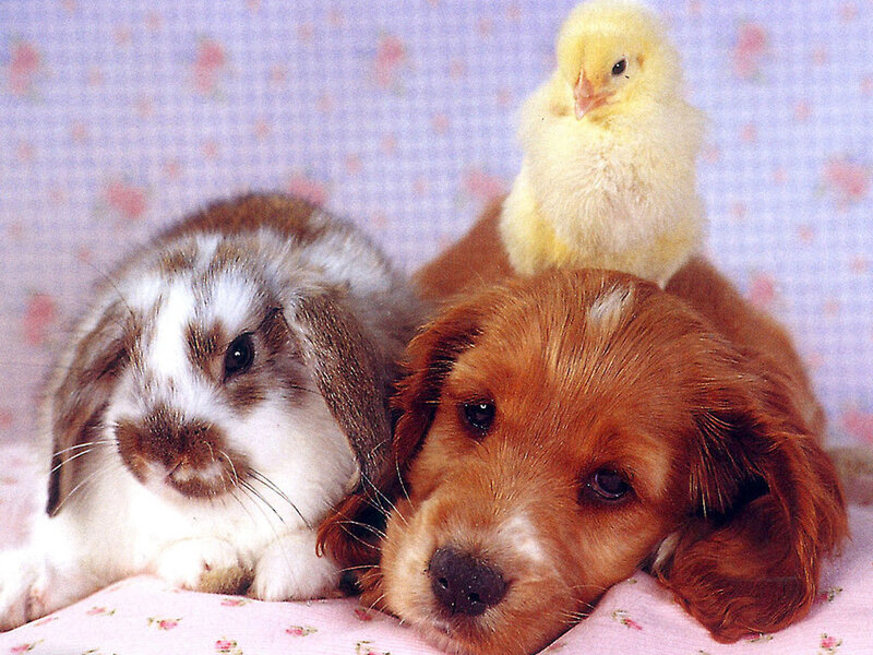 Puppy Rabbit Chick