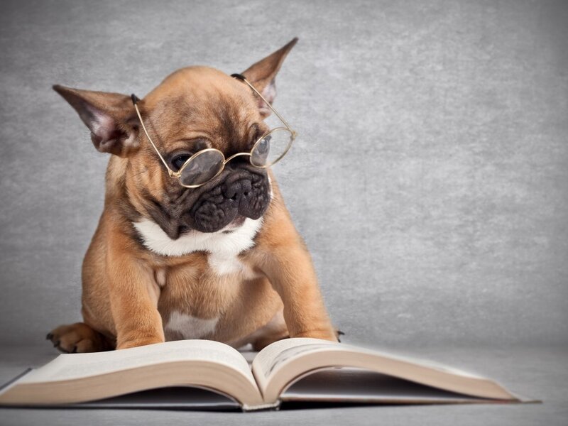 puppy reading book