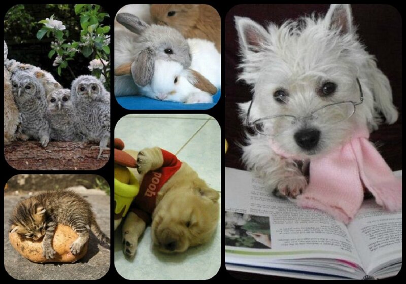 Puppy Reading Book — White