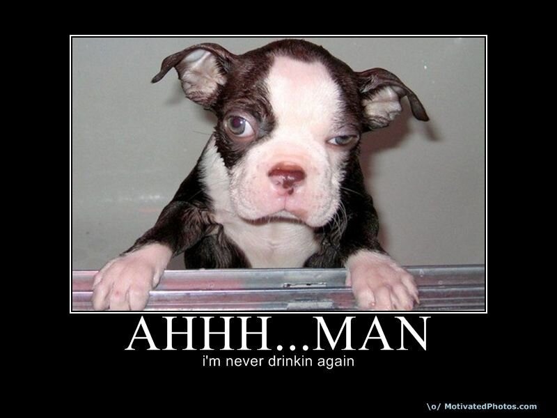 puppy regret meme