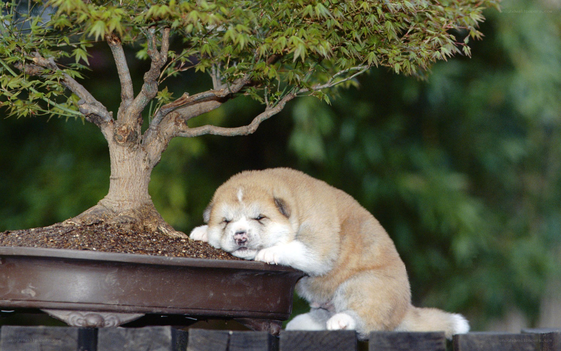 Puppy resting by bonsai tree