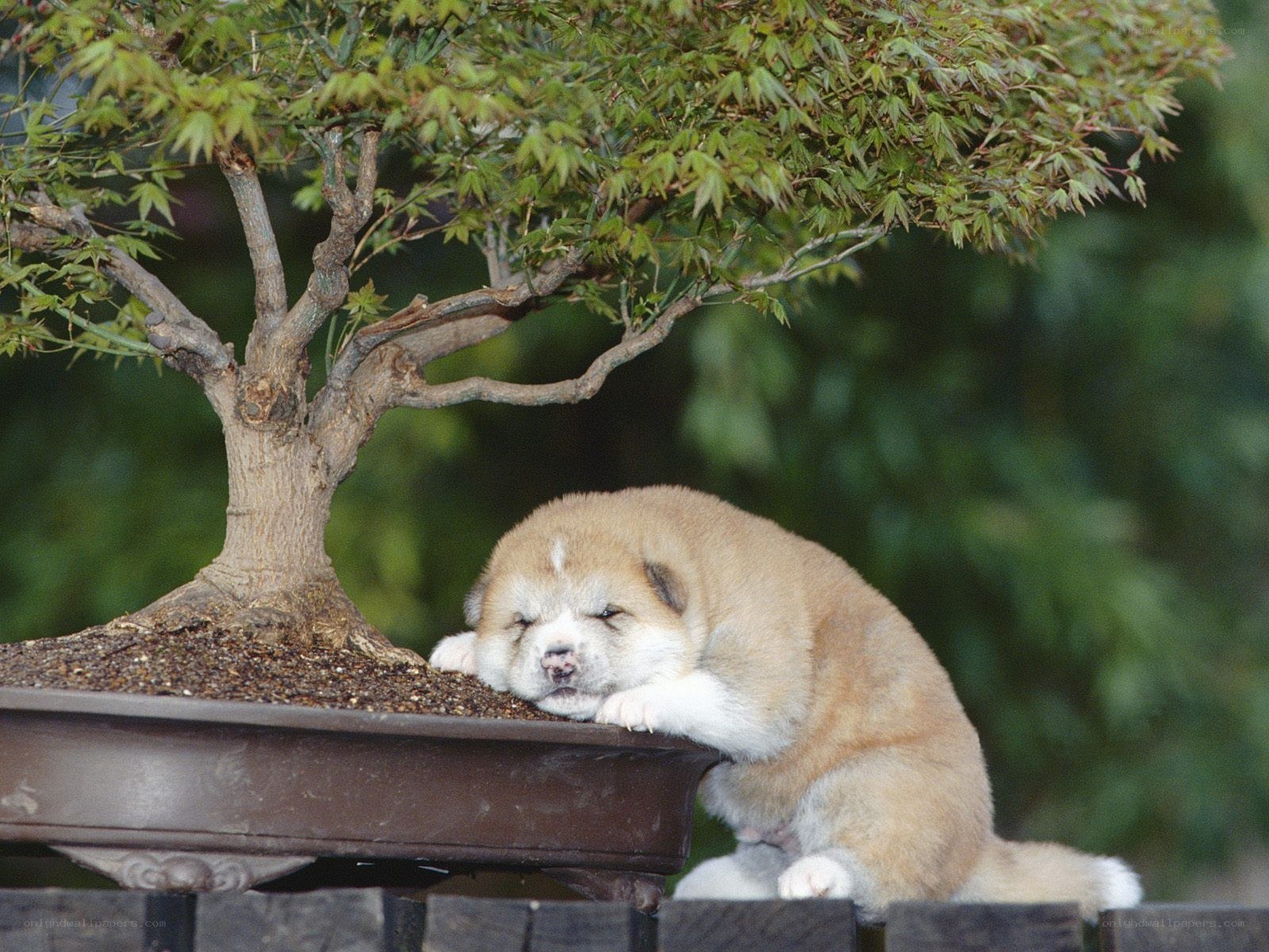 Puppy resting by bonsai tree