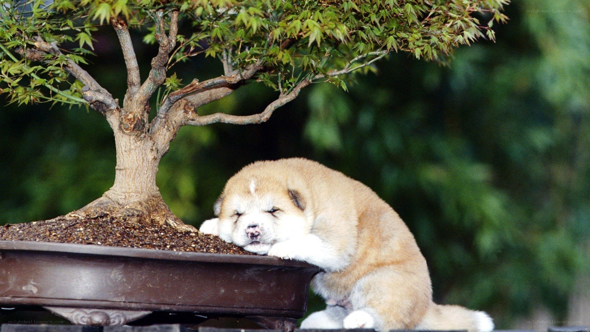 Puppy resting by bonsai tree