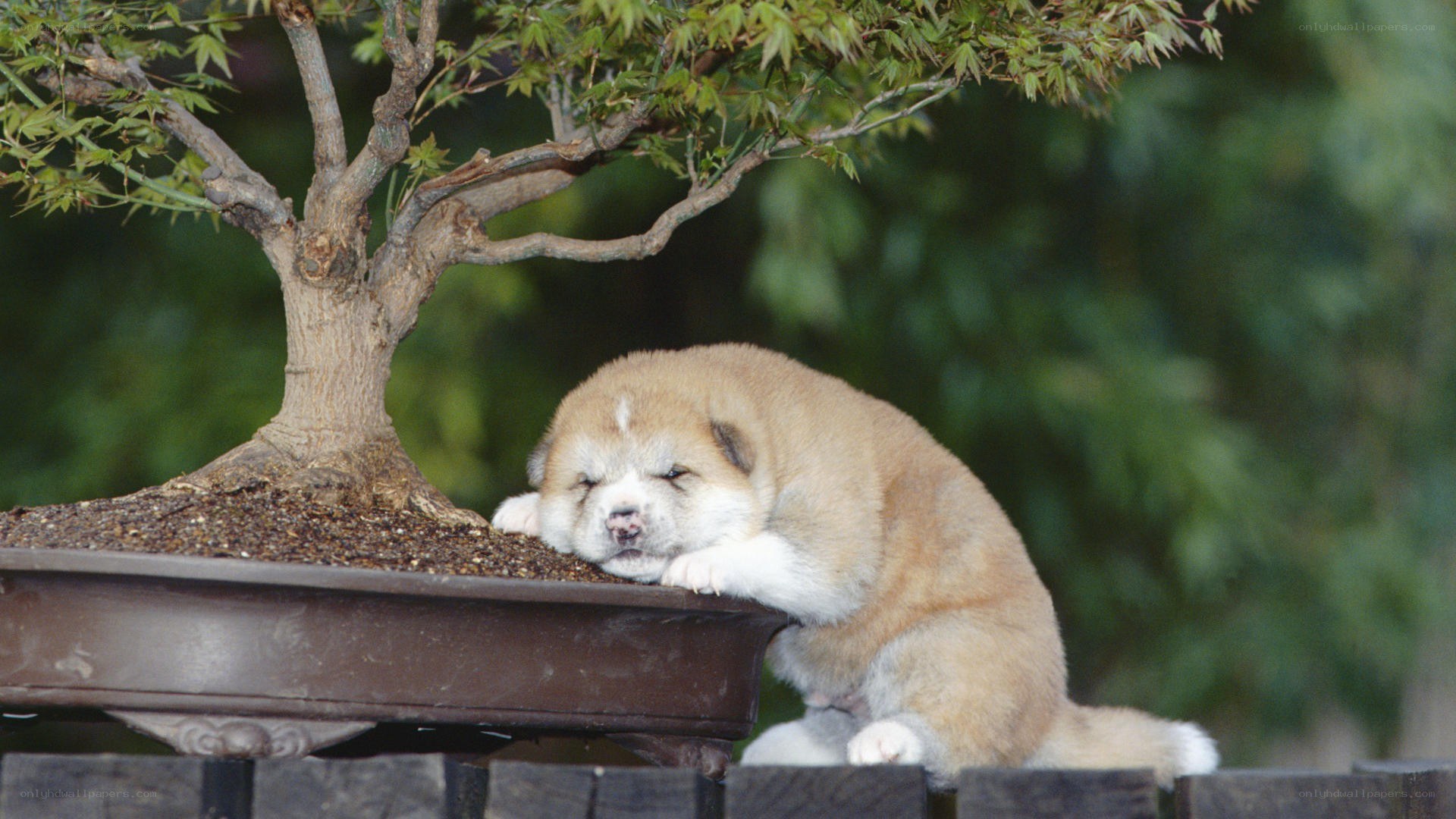 Puppy resting by bonsai tree