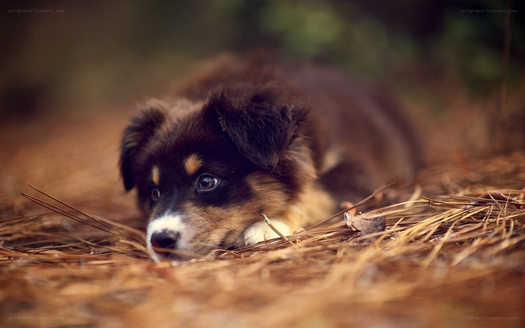 puppy resting in pine needles