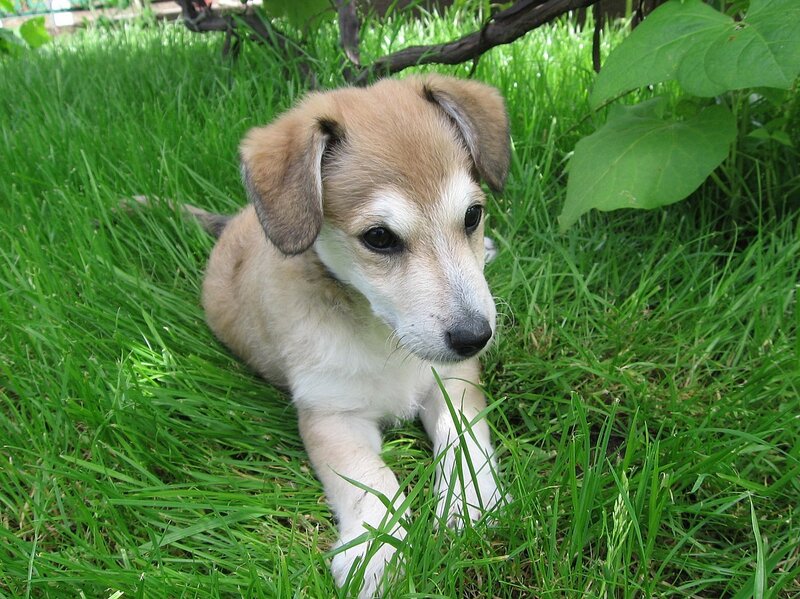 puppy resting in the grass