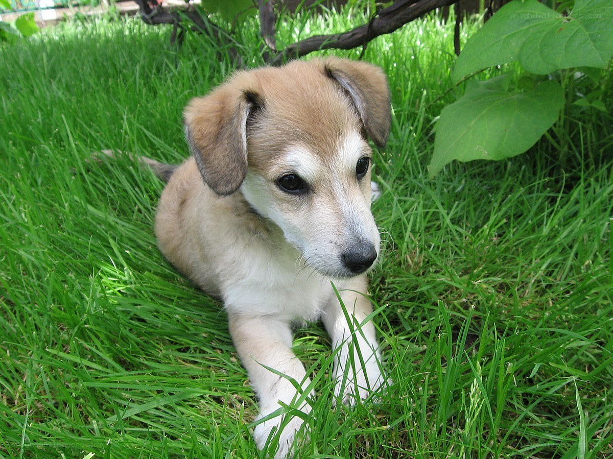 puppy resting in the grass