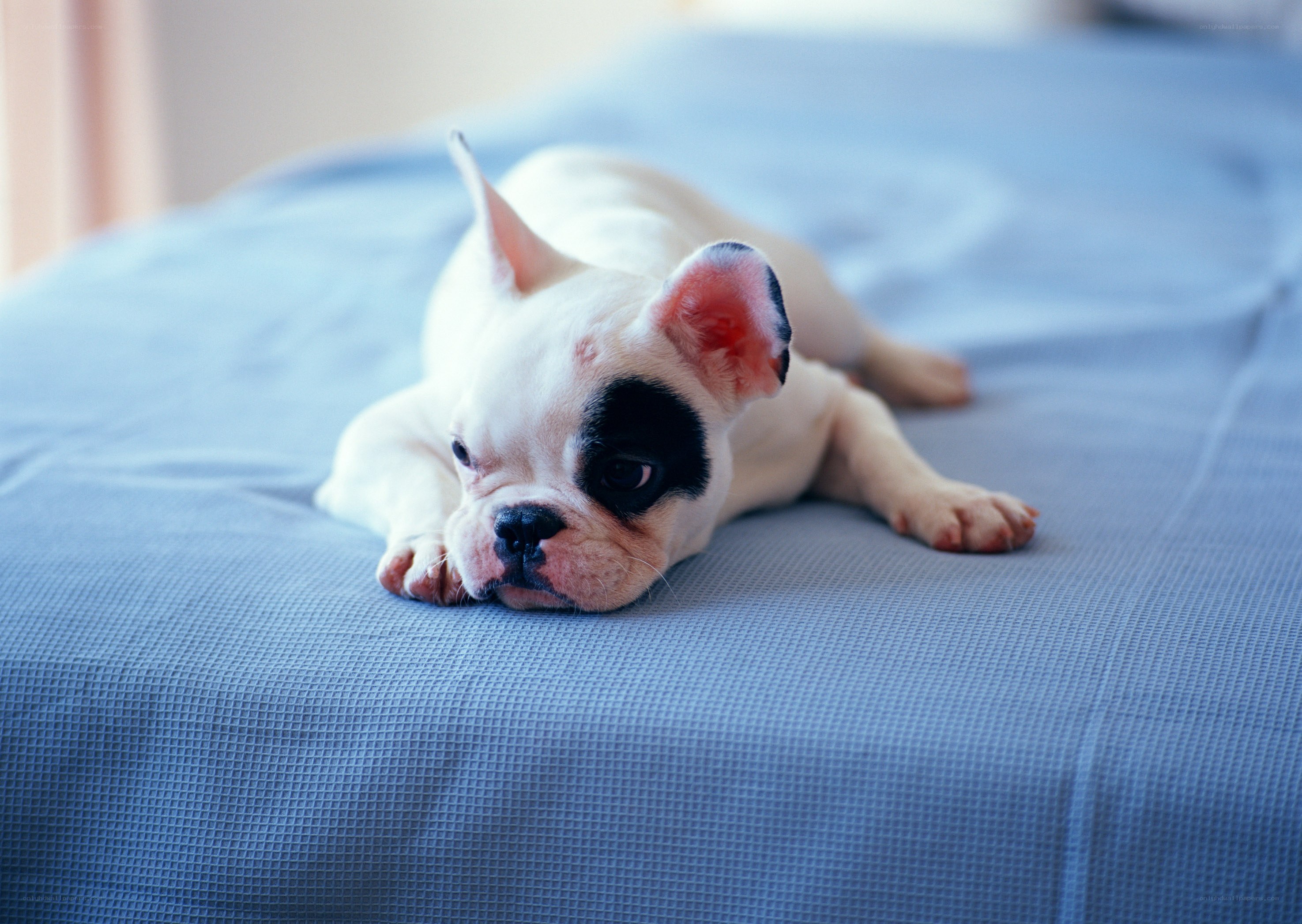 puppy resting on a bed