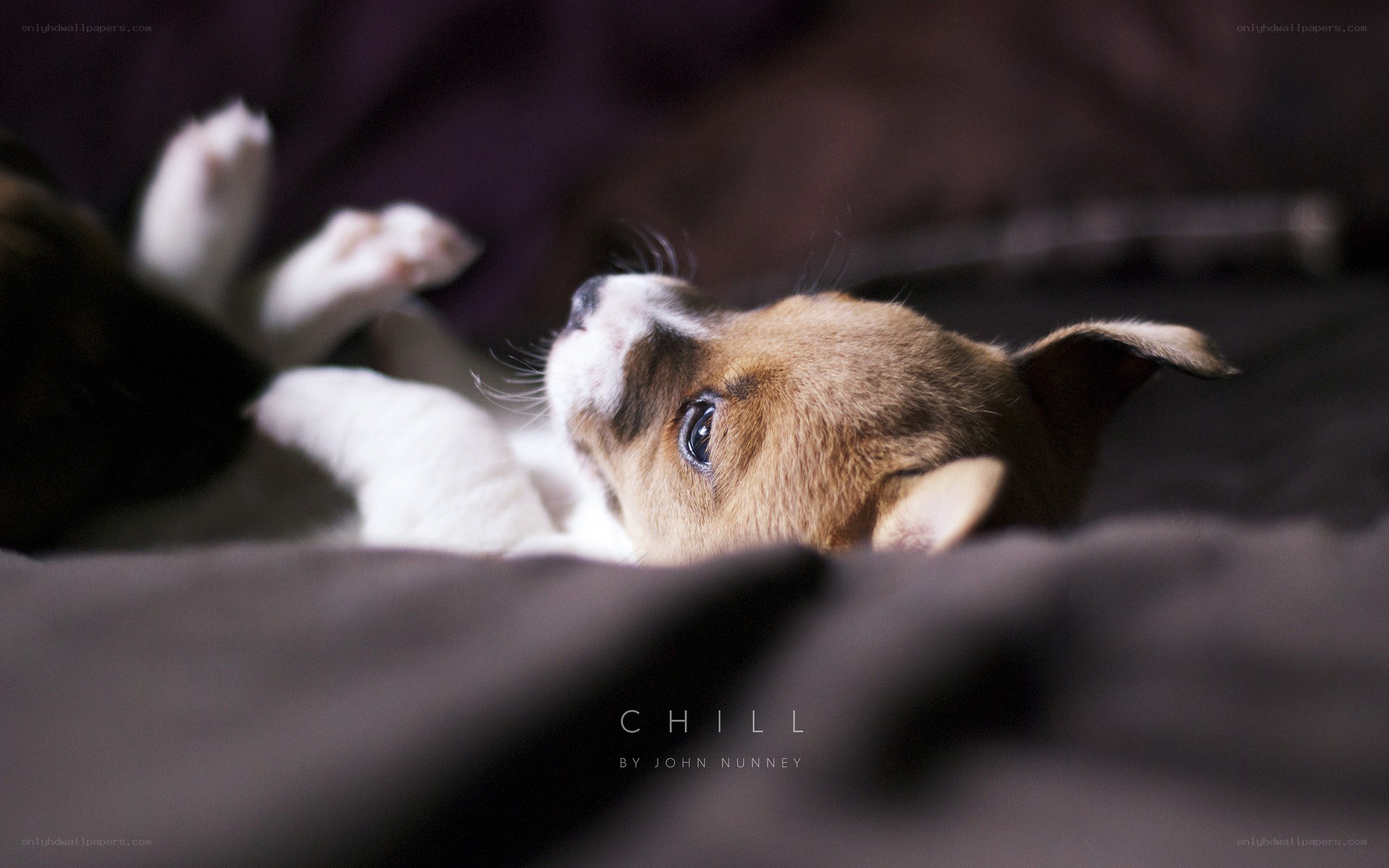 puppy resting on a blanket