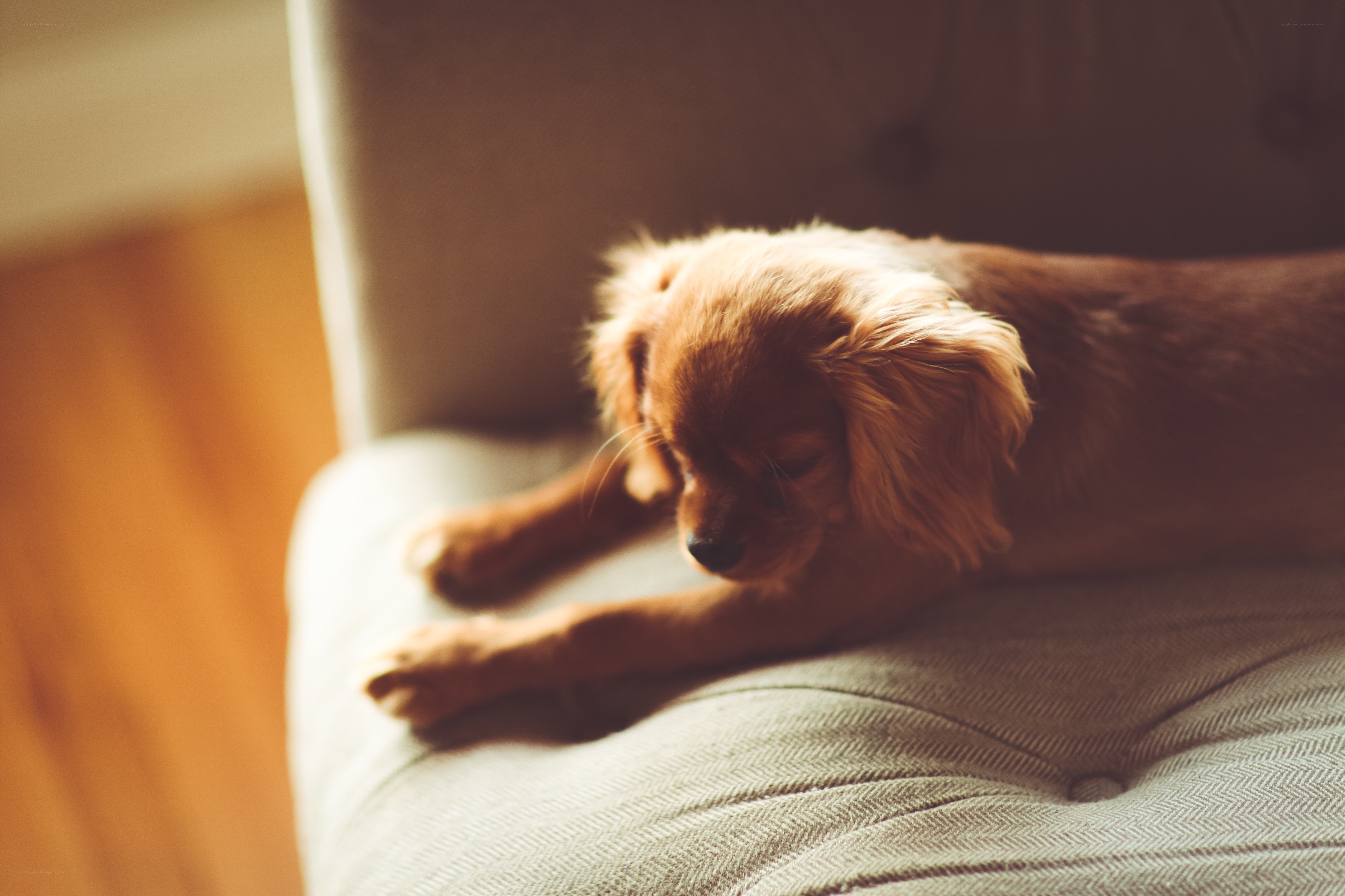 puppy resting on a chair