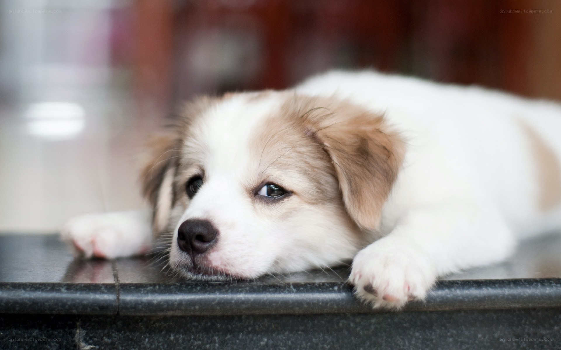 puppy resting on a ledge