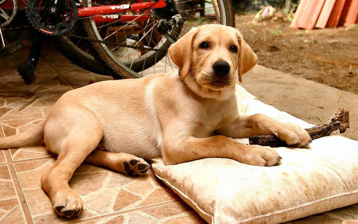 puppy resting on a pillow