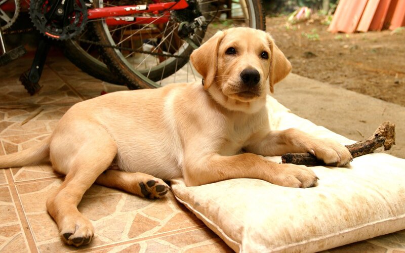 puppy resting on a pillow
