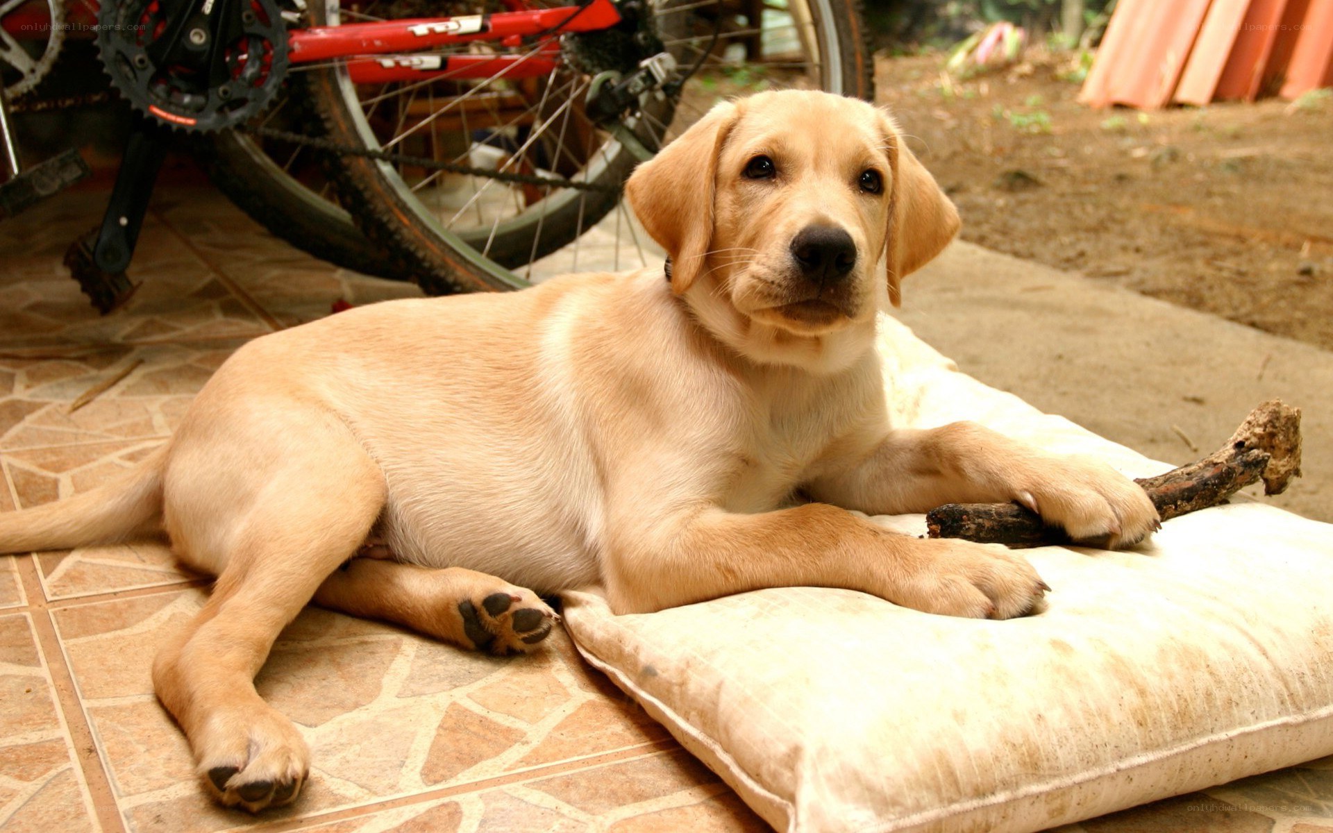 puppy resting on a pillow
