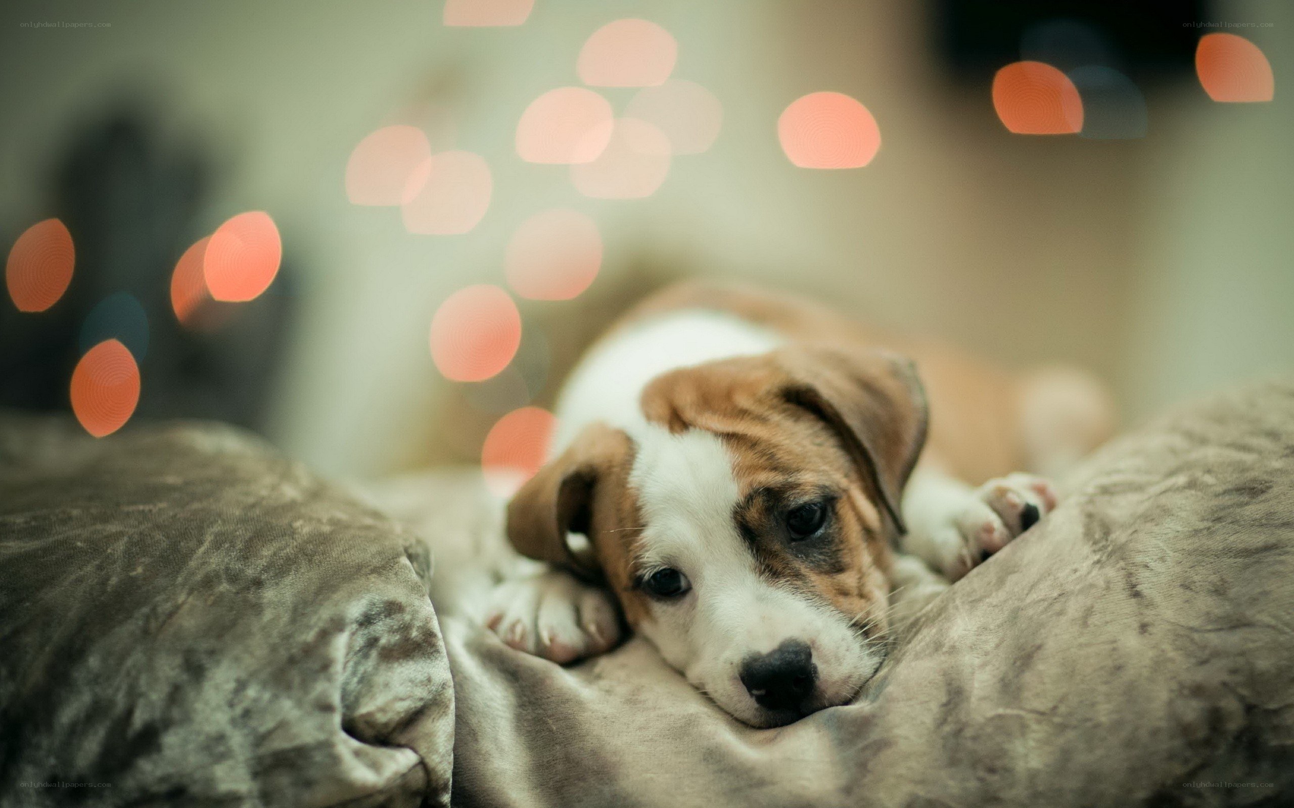 puppy resting on a pillow