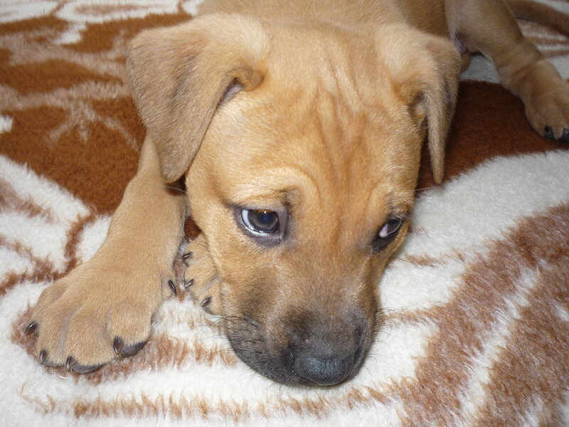 puppy resting on blanket