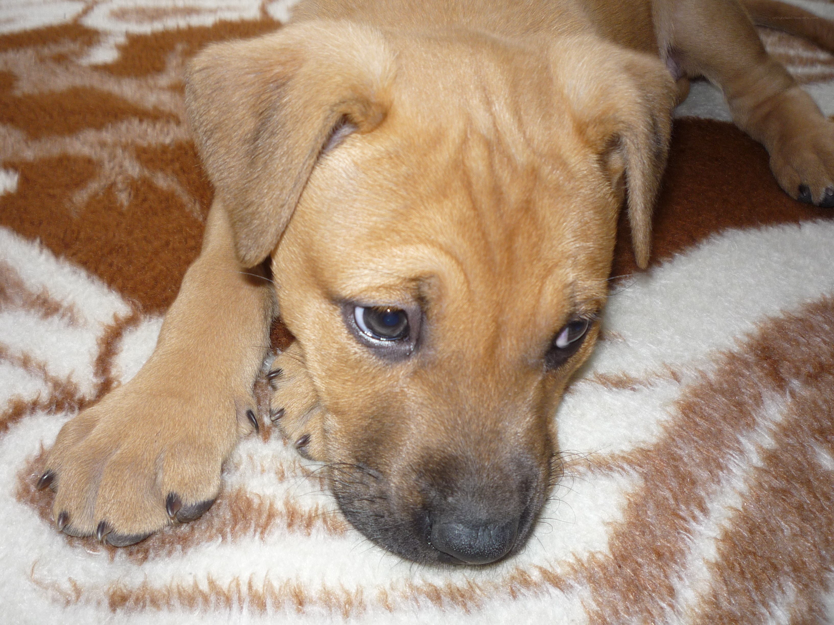 puppy resting on blanket