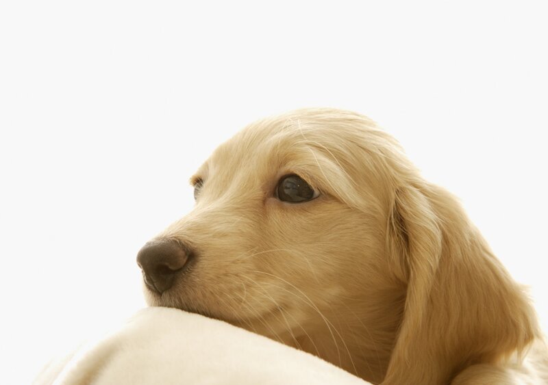 puppy resting on blanket