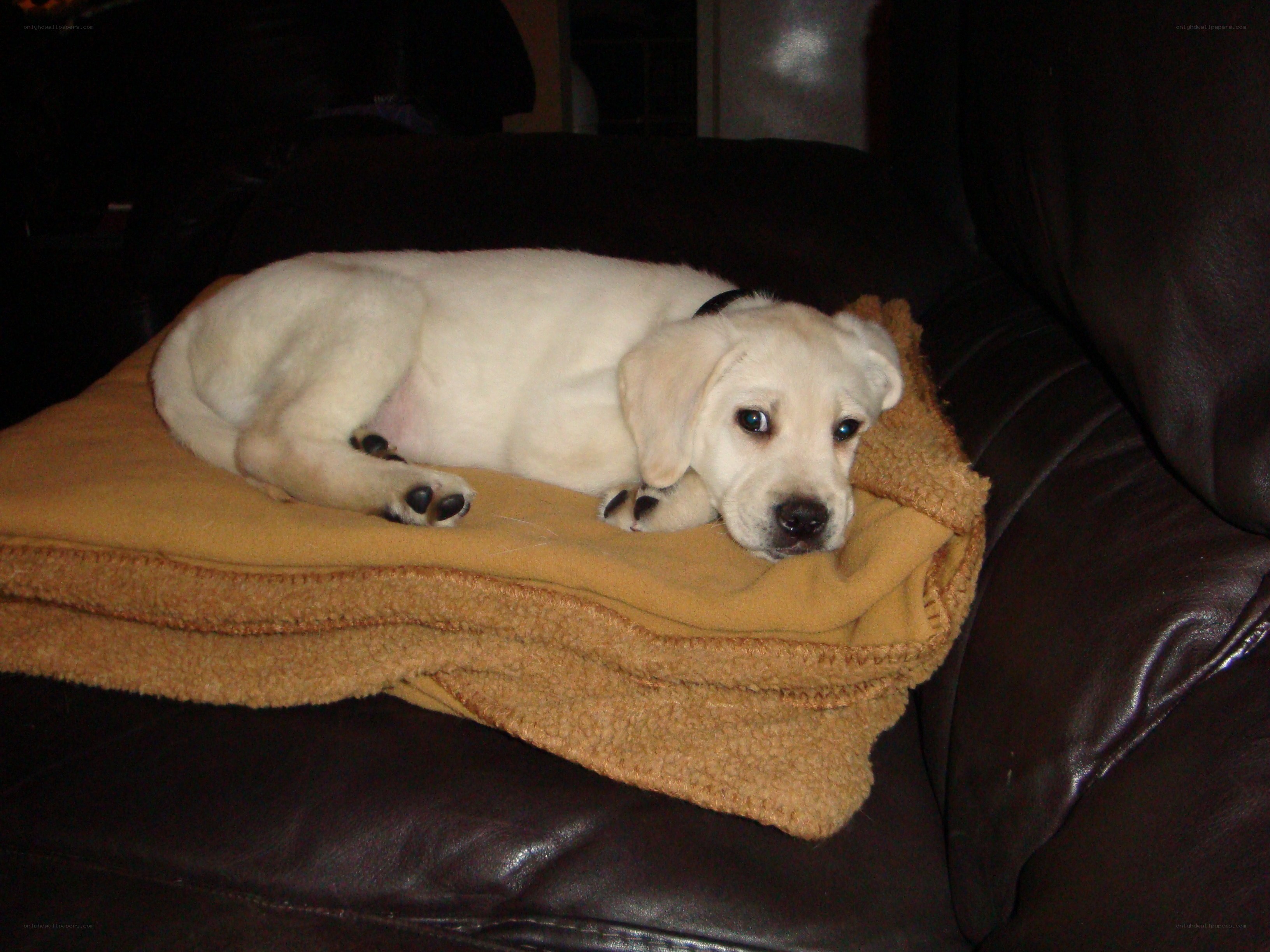 puppy resting on blanket
