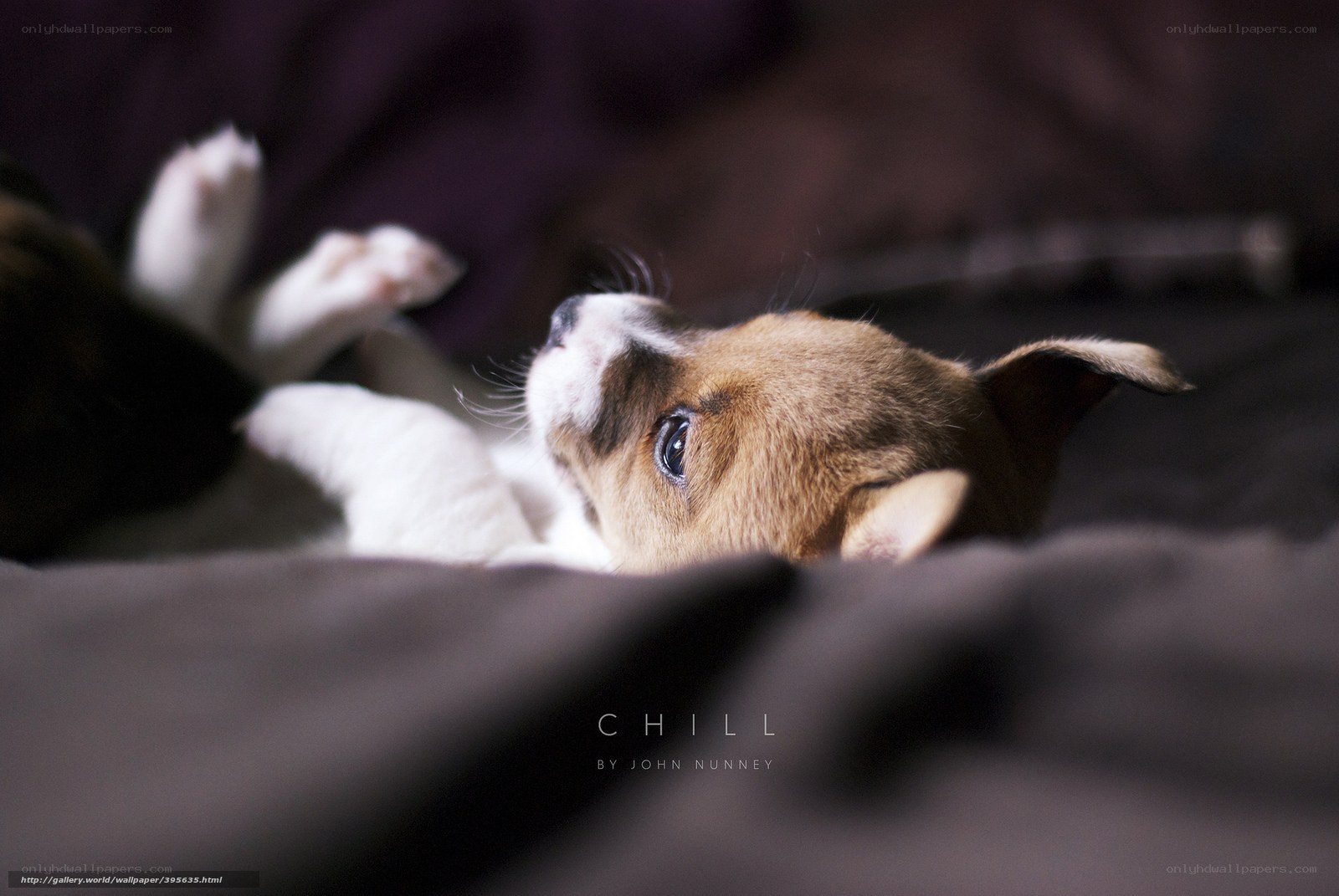 Puppy resting on blanket