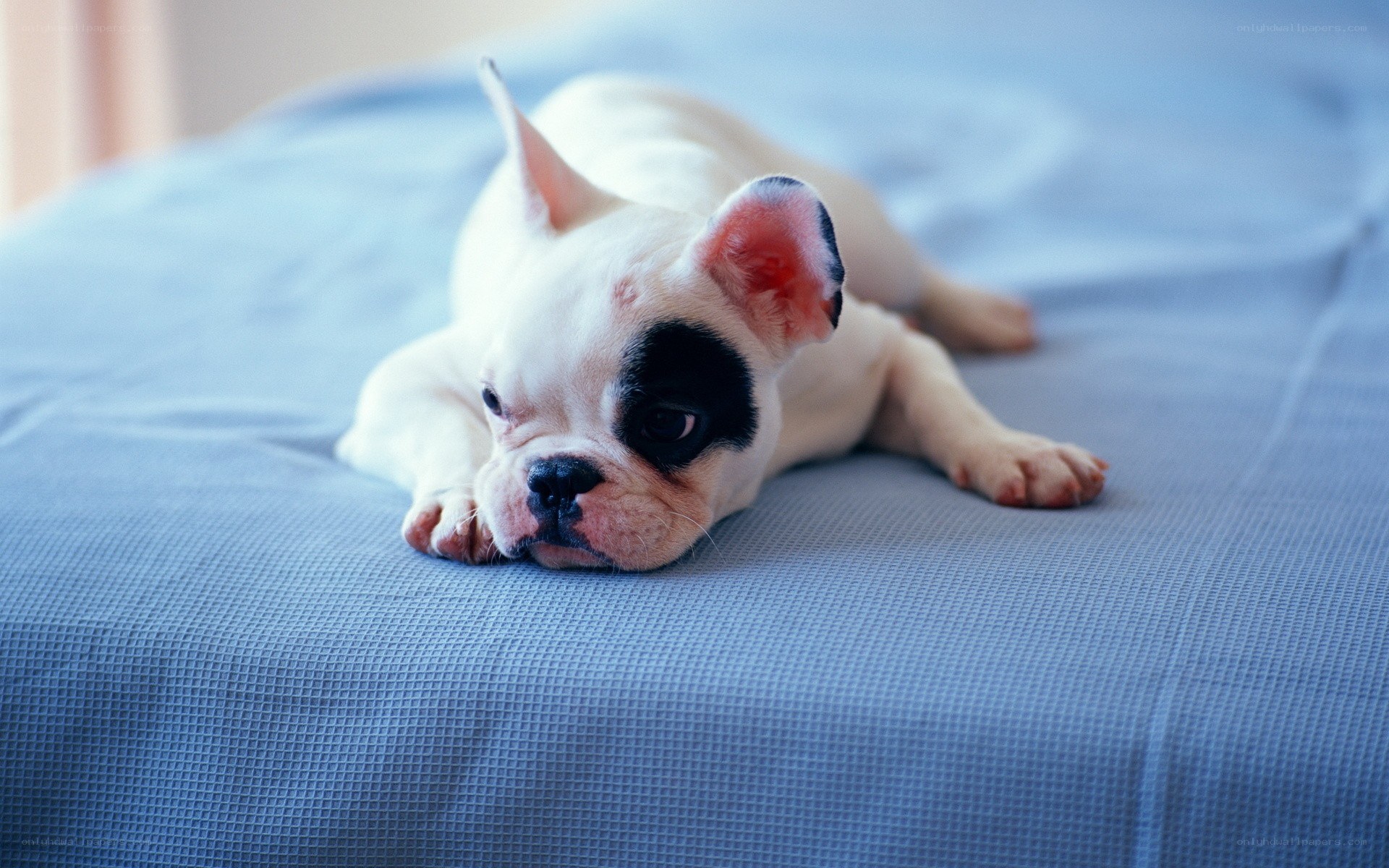 puppy resting on blue bed