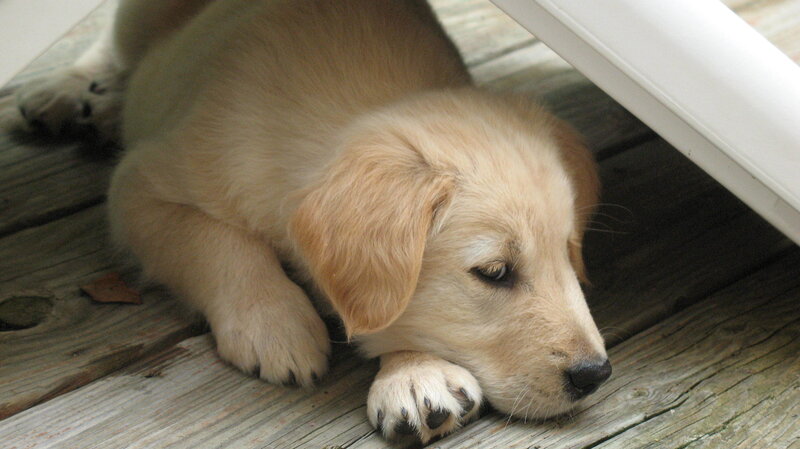 puppy resting on deck