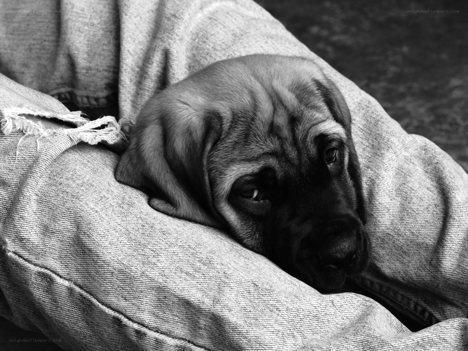 puppy resting on denim