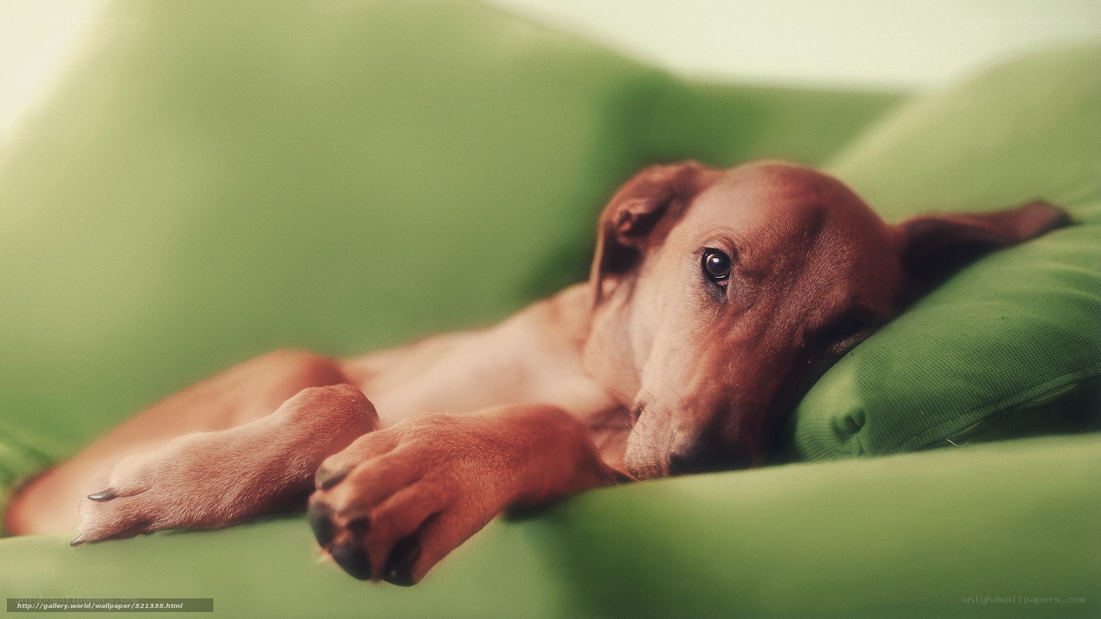 puppy resting on green couch