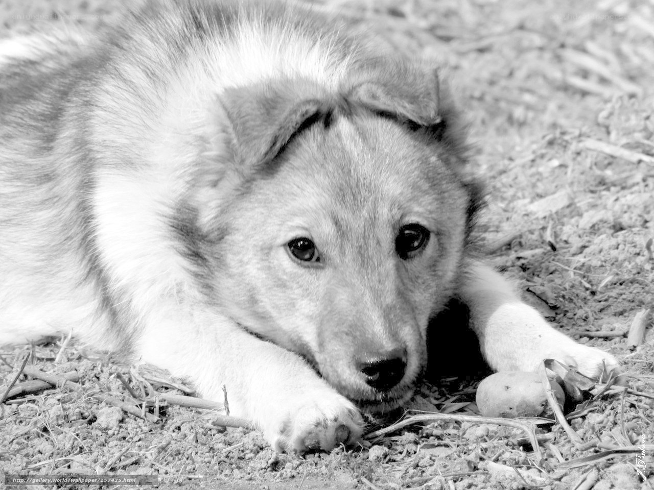 puppy resting on ground