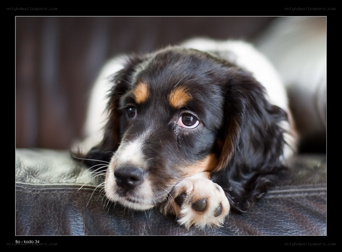 puppy resting on leather