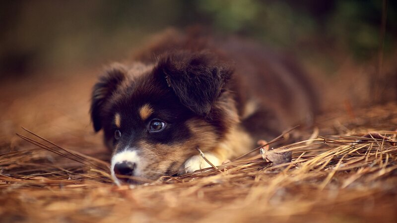 puppy resting on pine needles