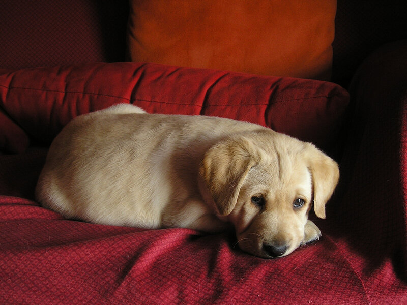 puppy resting on red couch