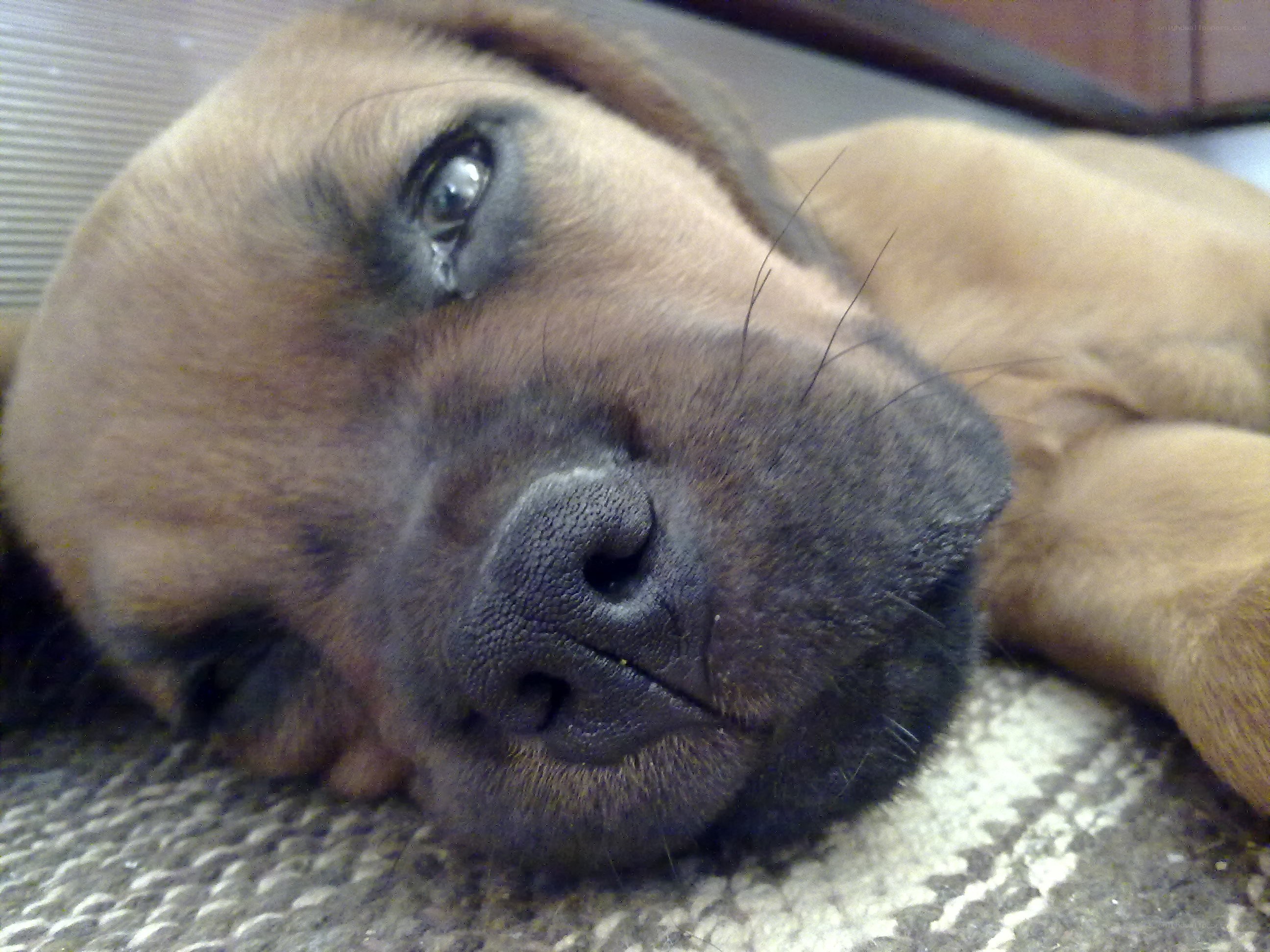 puppy resting on rug