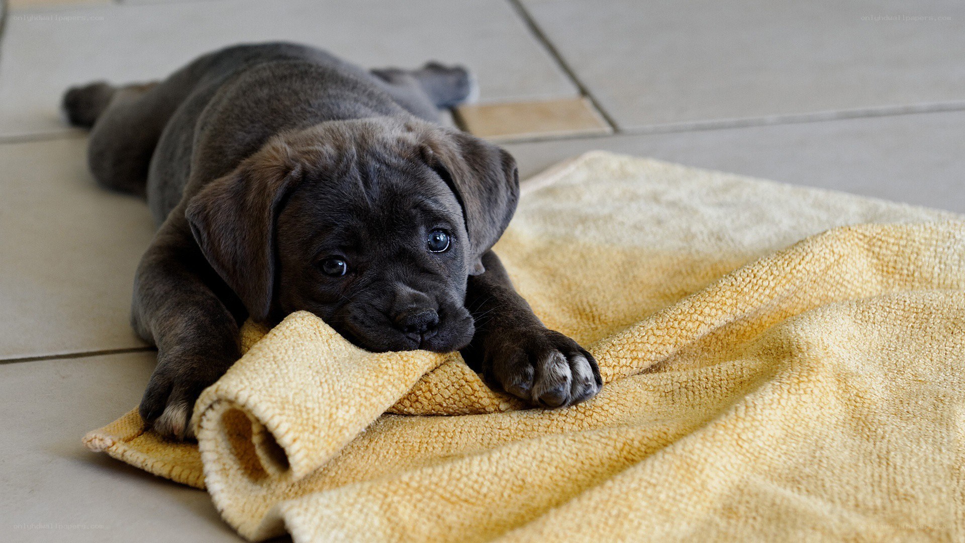 puppy resting on towel