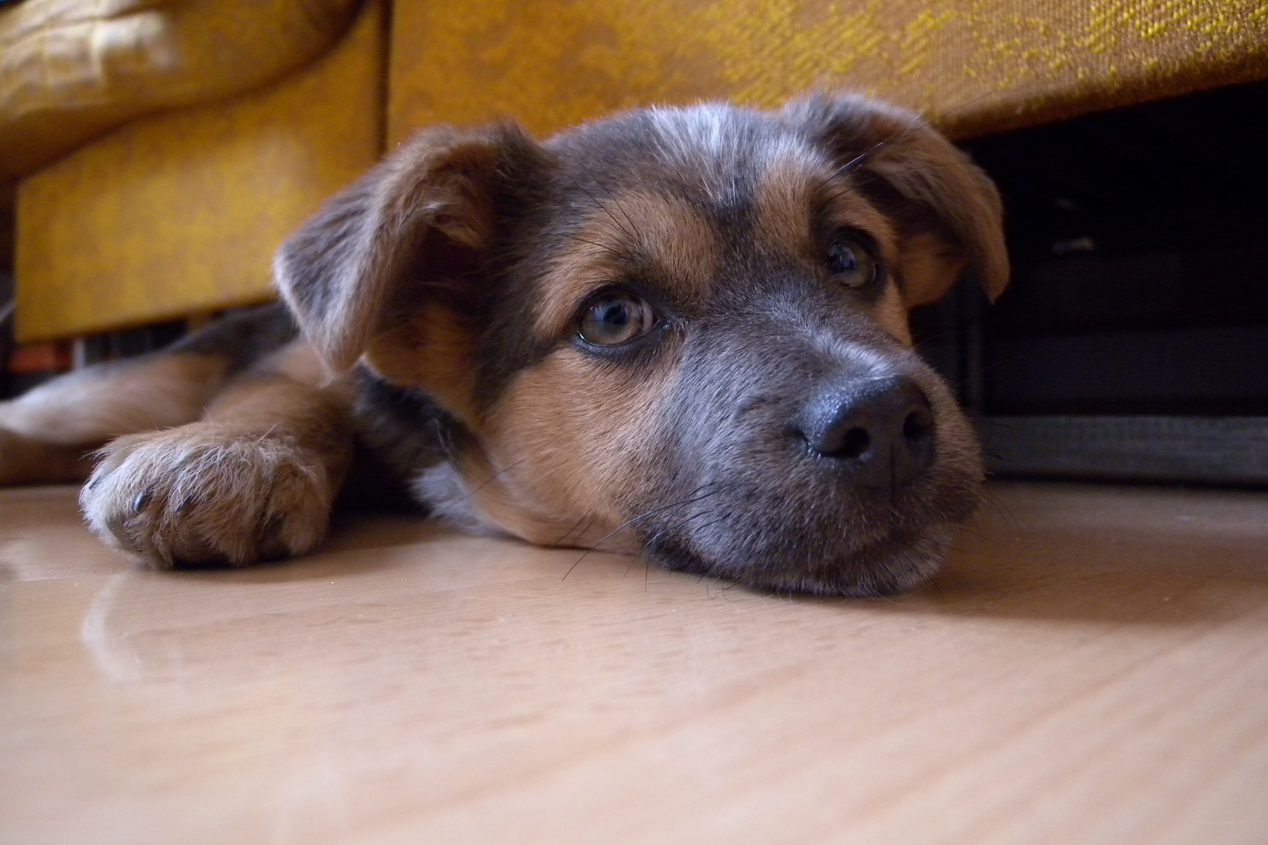 puppy resting under a couch