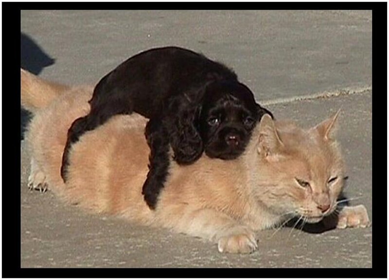 Puppy riding a cat