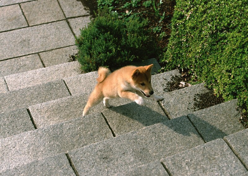 puppy running down stairs