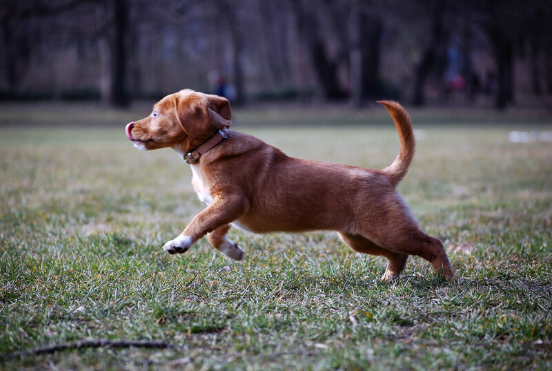 puppy running in a park