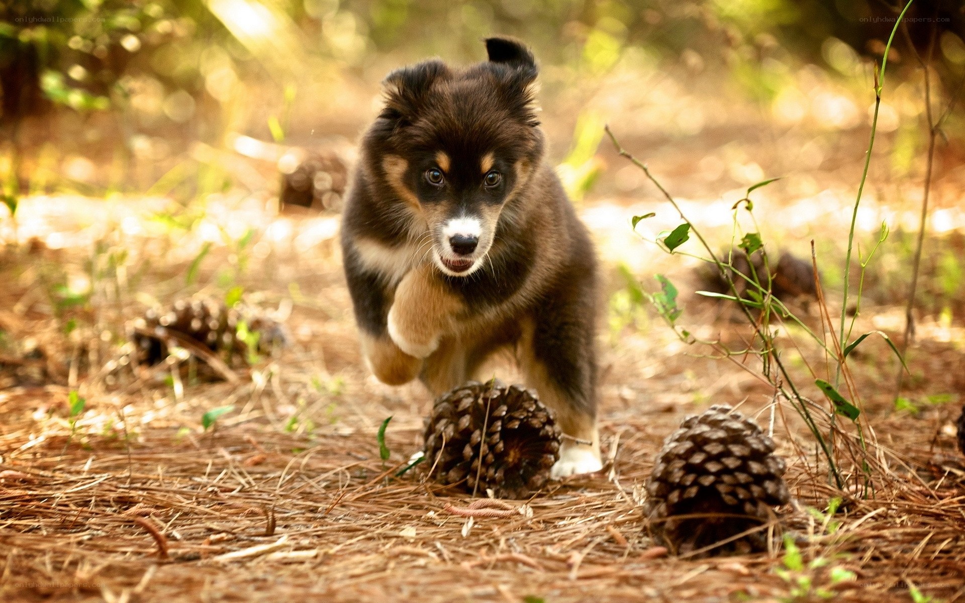 Puppy running in forest