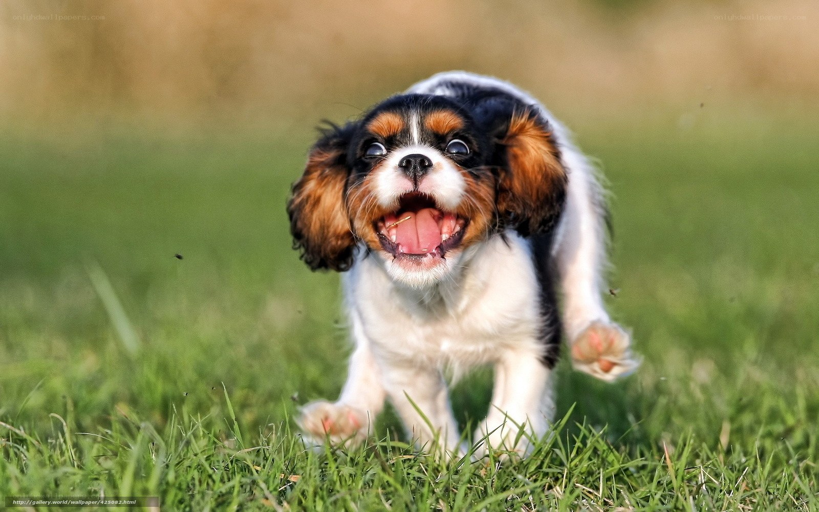 puppy running in grass