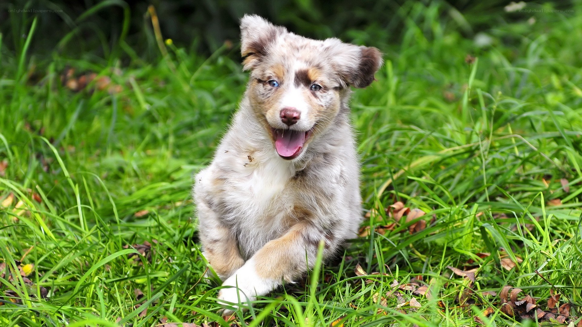 puppy running in grass