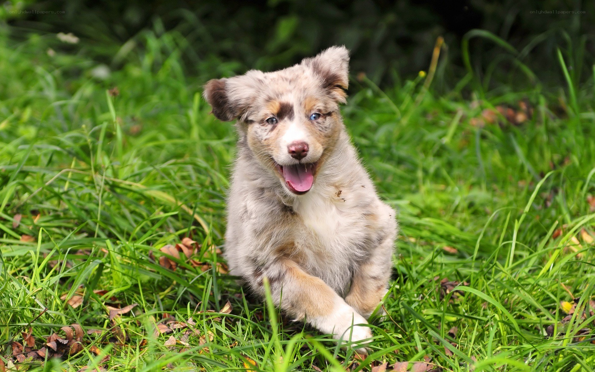 puppy running in grass